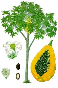 Cây và quả đu đủ, từ quyển Medicinal-Plants (1887) của Koehler