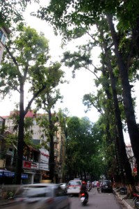 Hàng cây sao đen trên phố Lò Đúc, Hà Nội