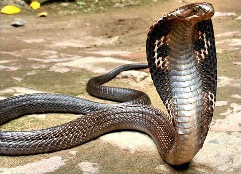 Thành ngữ – tục ngữ: Mái gầm tại chỗ, rắn hổ về nhà | Ca dao Mẹ