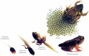 Các giai đoạn phát triển của ếch nhái