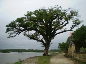 Cây phong lưu trước đình làng Lương Điền, bên dòng sông Ô Lâu