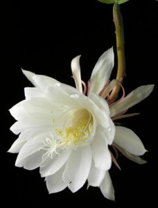 Hoa quỳnh trắng