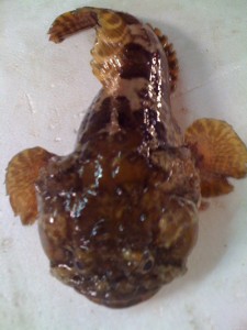 Cá mao ếch