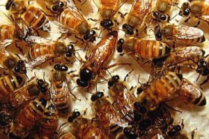 Con ong chúa và bầy ong thợ vây quanh